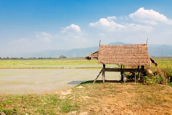 Canopée paysanne au nord de la Thaïlande — Photo