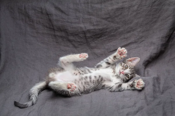 Playful young gray striped kitten lying on grey — Stock Photo, Image