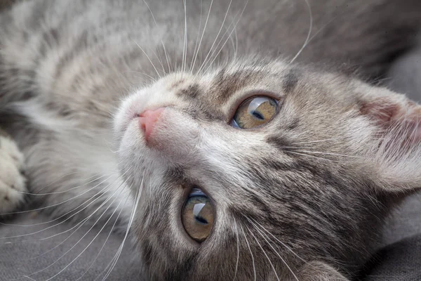遊び心のある若いグレーストライプ子猫嘘オングレー — ストック写真