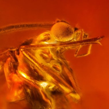 Doğal kehribarın içinde uçmak. Mikro fotoğrafçılık.