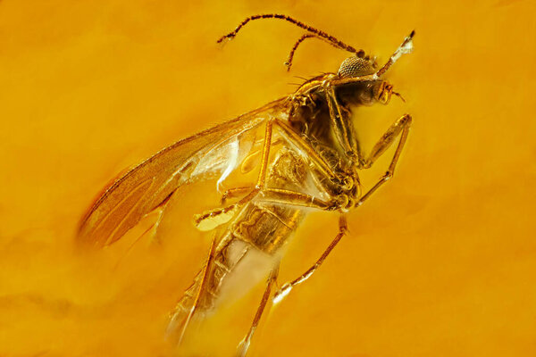 Fly inclusion in natural amber. Micro photography.