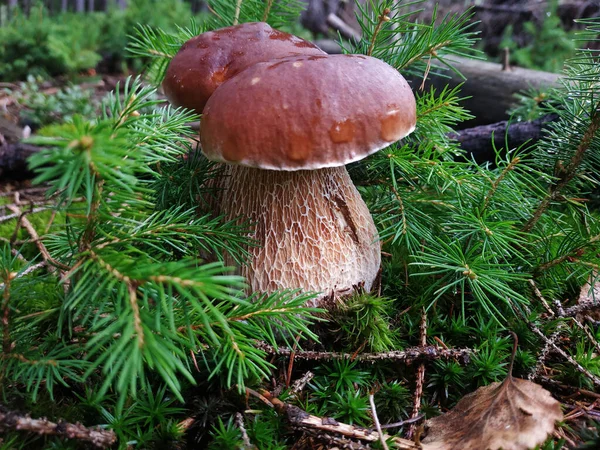 Steinpilz wächst zwischen kleinen Tannen — Stockfoto