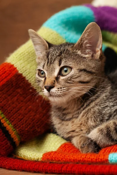 若い灰色の縞模様の子猫はカラフルな織物の背景にあります — ストック写真