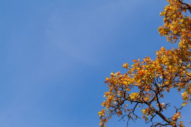 Sonbahar akçaağaç yaprakları mavi gökyüzüne karşı