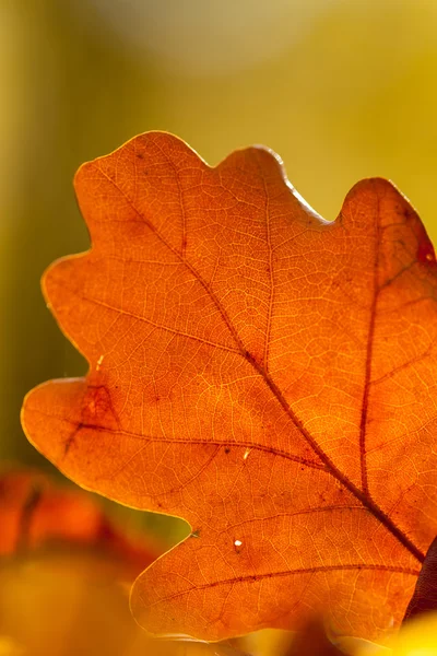 Herbstblätter — Stockfoto