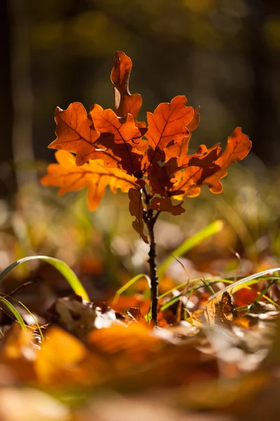 Herbstblätter — Stockfoto