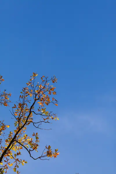 Outono folhas de bordo contra o céu azul — Fotografia de Stock