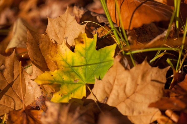 Herbstblätter — Stockfoto