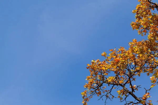 Herbstliche Ahornblätter vor blauem Himmel — Stockfoto