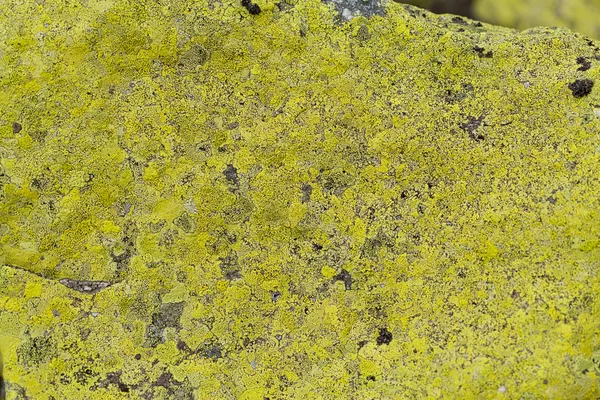 Moss on stone texture — Stock Photo, Image