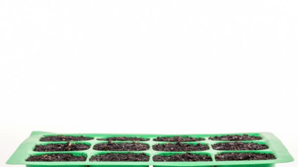 Timelapse van het kweken van planten op wit backround — Stockvideo