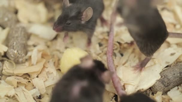 Group of Mouses — Stock Video