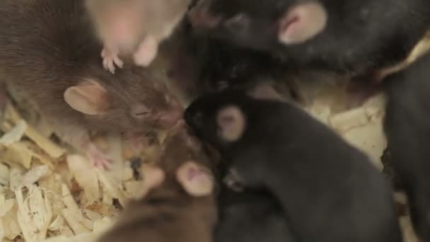 Group of Mouses — Stock Video