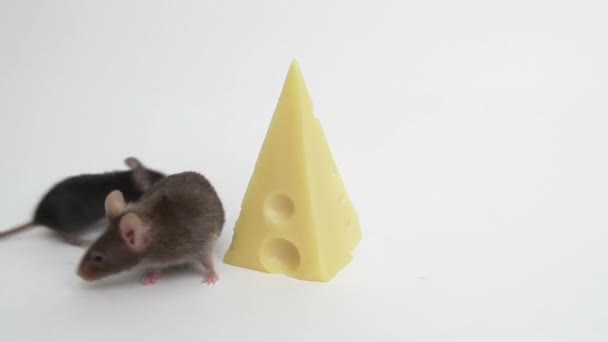 Mouse happiness — Stock Video