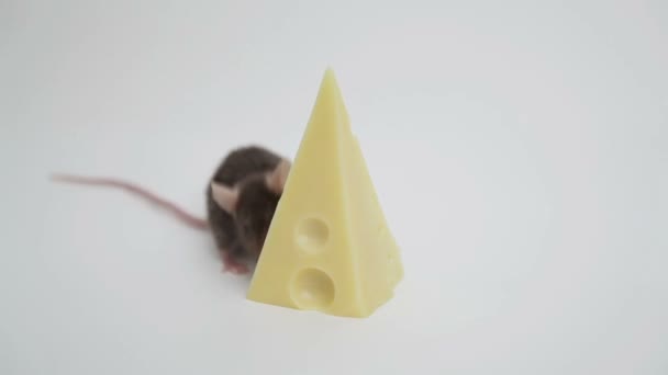 Felicidad del ratón — Vídeos de Stock