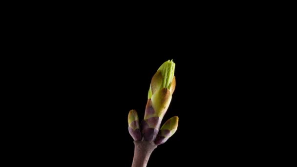 開花枝のタイムラプス — ストック動画