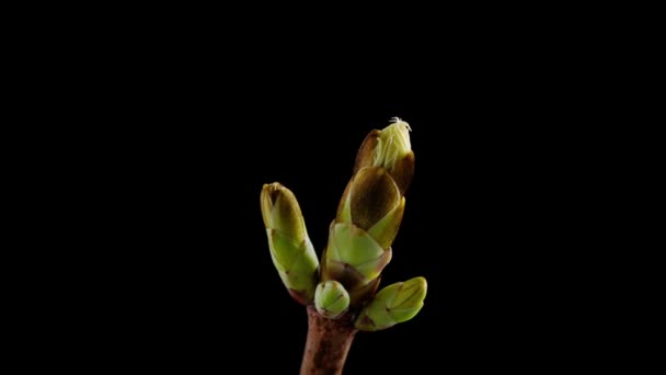 Timelapse de ramas que florecen — Vídeo de stock