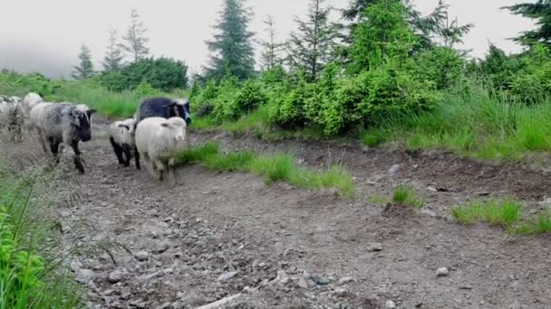 Moutons marchant — Video