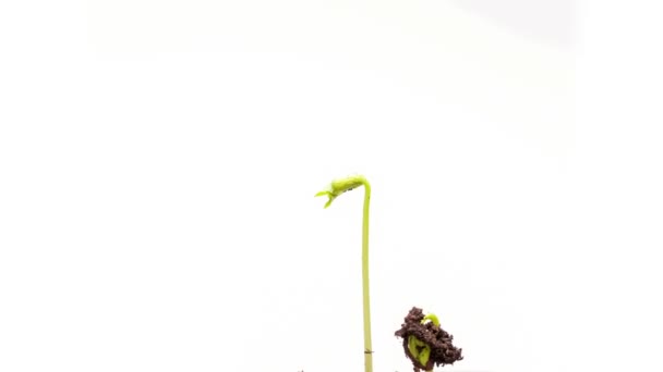 Timelapse des plantes en croissance sur fond blanc 