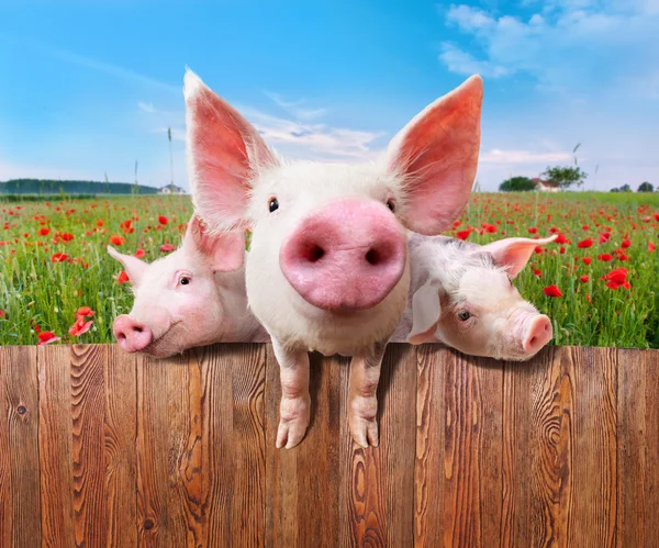 Three charming pigs from wonderful farm. — Stock Photo, Image