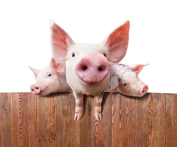 돼지 농장 — 스톡 사진