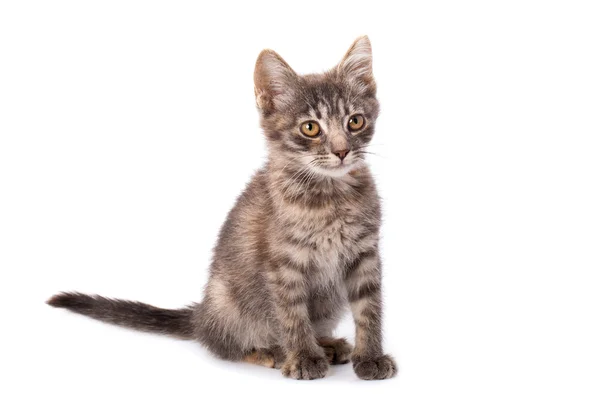 若い灰色の子猫 — ストック写真