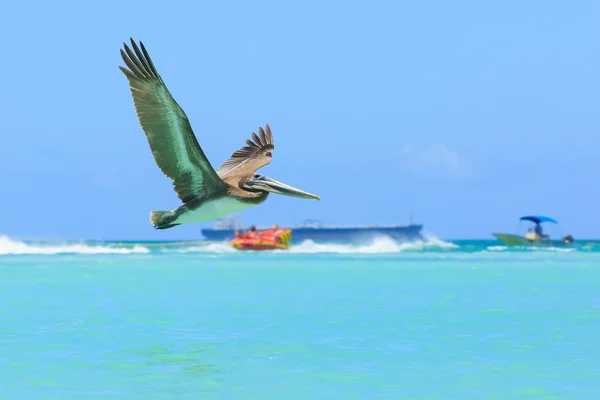 Pelican in flight, catching the fish — Stock Photo, Image