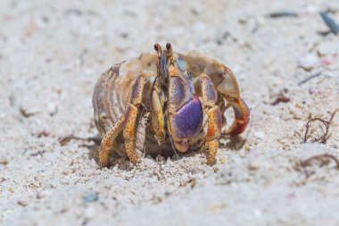 Hermitcrab sahilde