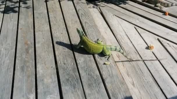 Iguana em Aruba — Vídeo de Stock