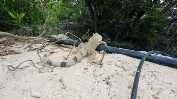 鬣蜥在阿鲁巴 — 图库视频影像