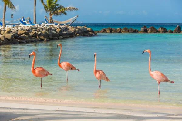 Quatro flamingos na praia — Fotografia de Stock
