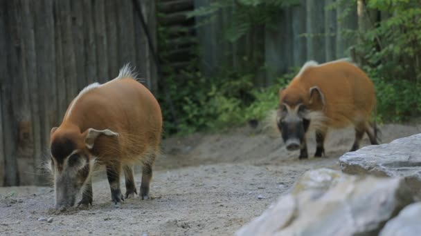 Red River Hog — Stock Video
