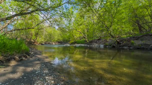 The river flows in the park in spring — Stock Video