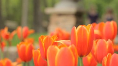 Parkta kırmızı laleler