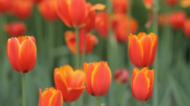 Parkta kırmızı laleler