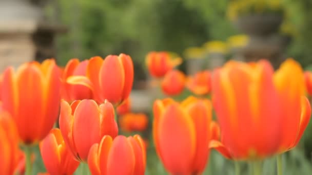 Rode tulpen in het park — Stockvideo