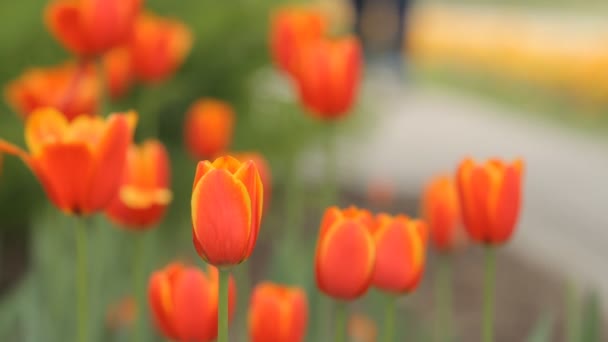 Czerwone tulipany w parku — Wideo stockowe