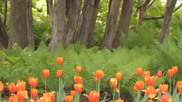 Tulipanes rojos en el parque — Vídeo de stock