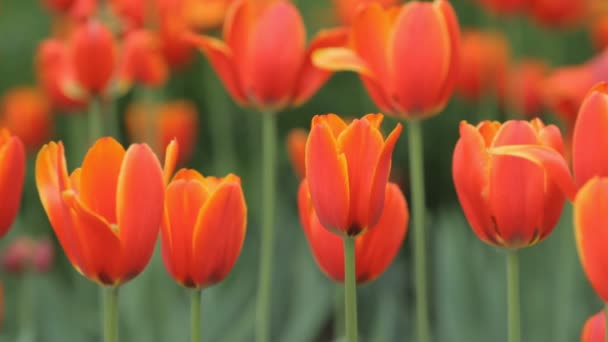 Tulipanes rojos en el parque — Vídeo de stock