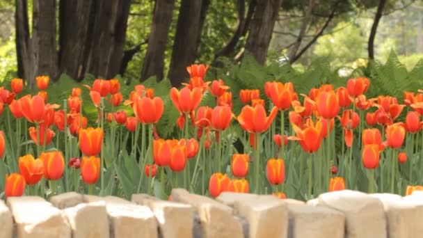 Rode tulpen in het park — Stockvideo