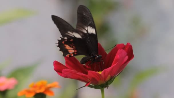 Mariposa en el jardín — Vídeo de stock