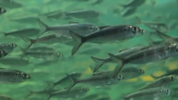 Aquarium avec colonie de poissons 