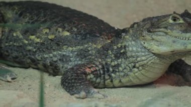 Akvaryum küçük timsah