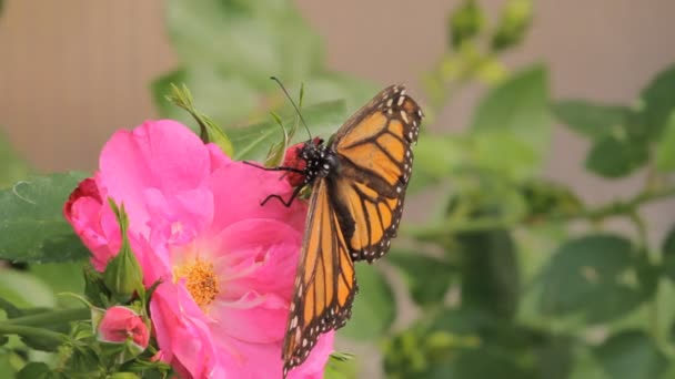 Vlinder in de tuin — Stockvideo