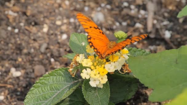 Mariposa en el jardín — Vídeo de stock