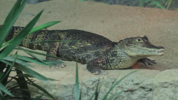 Pequeno crocodilo no aquário — Vídeo de Stock