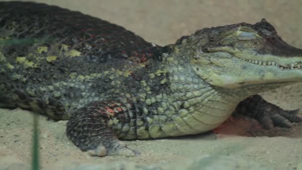 Small crocodile in aquarium — Stock Video