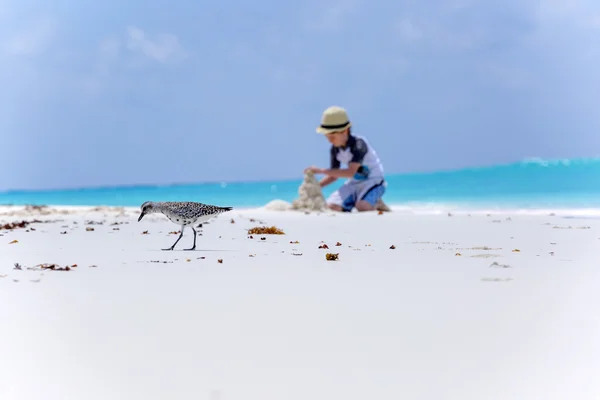 Bird on the beach and boy making sand castles — Stock Photo, Image