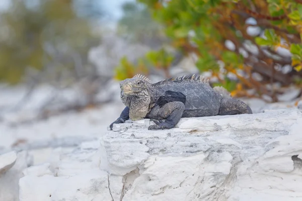 古巴鬣蜥，野生动物。拉尔戈岛 — 图库照片