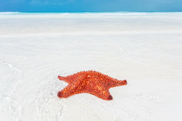 Starfish in clear water — Stock Photo, Image
